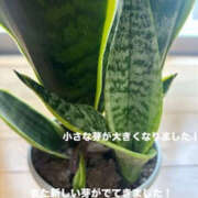 ヒメ日記 2025/07/05 14:44 投稿 くるみ 仙台人妻セレブリティー