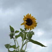 ヒメ日記 2025/07/19 10:25 投稿 くるみ 仙台人妻セレブリティー