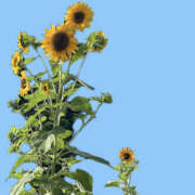 ヒメ日記 2025/07/26 10:04 投稿 くるみ 仙台人妻セレブリティー