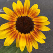 ヒメ日記 2025/08/05 12:19 投稿 くるみ 仙台人妻セレブリティー