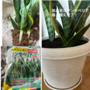 ヒメ日記 2025/08/21 10:53 投稿 くるみ 仙台人妻セレブリティー