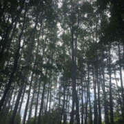 ヒメ日記 2025/08/26 11:52 投稿 くるみ 仙台人妻セレブリティー