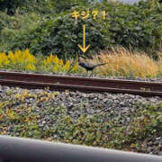 ヒメ日記 2025/11/10 14:37 投稿 くるみ 仙台人妻セレブリティー