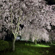 くるみ 努めてまいります 仙台人妻セレブリティー