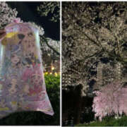 くるみ わたあめと夜桜♡ 仙台人妻セレブリティー