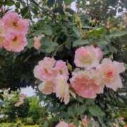 まいこ お詫び 熟女の風俗最終章 宇都宮店