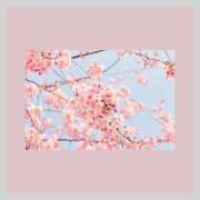 ヒメ日記 2025/03/24 10:02 投稿 椎名由貴 ローテンブルク