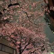 みさと 夜桜咲いてます。 五反田・品川おかあさん