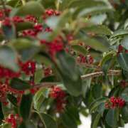 ヒメ日記 2025/01/26 02:23 投稿 みさと 五反田・品川おかあさん