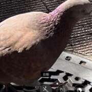 ヒメ日記 2025/02/13 03:23 投稿 みさと 五反田・品川おかあさん