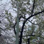 ヒメ日記 2025/03/29 13:33 投稿 みさと 五反田・品川おかあさん