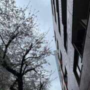 ヒメ日記 2025/03/30 02:19 投稿 みさと 五反田・品川おかあさん