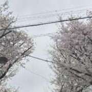 ヒメ日記 2025/04/01 19:33 投稿 みさと 五反田・品川おかあさん