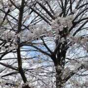 ヒメ日記 2025/04/07 03:23 投稿 みさと 五反田・品川おかあさん