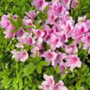 ヒメ日記 2025/04/18 13:28 投稿 みさと 五反田・品川おかあさん