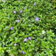 ヒメ日記 2025/04/20 01:16 投稿 みさと 五反田・品川おかあさん