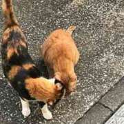 ヒメ日記 2025/04/29 00:43 投稿 みさと 五反田・品川おかあさん