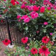 ヒメ日記 2025/06/01 23:03 投稿 みさと 五反田・品川おかあさん