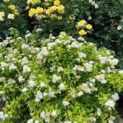 ヒメ日記 2025/06/01 23:05 投稿 みさと 五反田・品川おかあさん