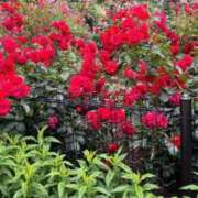 ヒメ日記 2025/06/03 03:53 投稿 みさと 五反田・品川おかあさん