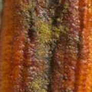 ヒメ日記 2025/08/15 00:23 投稿 みさと 五反田・品川おかあさん