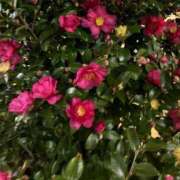 ヒメ日記 2026/01/11 23:53 投稿 みさと 五反田・品川おかあさん