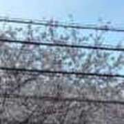 ヒメ日記 2026/03/31 18:06 投稿 みさと 五反田・品川おかあさん