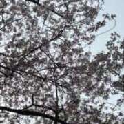 ヒメ日記 2026/04/06 18:39 投稿 みさと 五反田・品川おかあさん