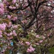 ヒメ日記 2026/04/14 03:33 投稿 みさと 五反田・品川おかあさん