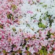 ヒメ日記 2026/04/23 16:51 投稿 えり 人妻の秘密船橋店