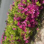 ヒメ日記 2026/04/21 10:47 投稿 後藤 鶯谷ワンハート