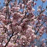 ヒメ日記 2025/04/16 10:12 投稿 飯島 鶯谷ワンハート