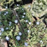 ヒメ日記 2025/03/25 10:51 投稿 みさ 熟女の風俗最終章 宇都宮店