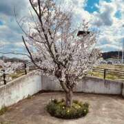 ヒメ日記 2025/04/09 18:02 投稿 みさ 熟女の風俗最終章 宇都宮店