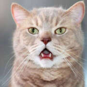 ヒメ日記 2025/06/21 00:31 投稿 みさ 熟女の風俗最終章 宇都宮店