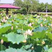 ヒメ日記 2025/07/16 11:31 投稿 みさ 熟女の風俗最終章 宇都宮店