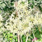 ヒメ日記 2025/10/02 17:41 投稿 みさ 熟女の風俗最終章 宇都宮店