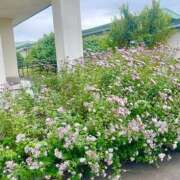 ヒメ日記 2025/11/06 15:41 投稿 みさ 熟女の風俗最終章 宇都宮店