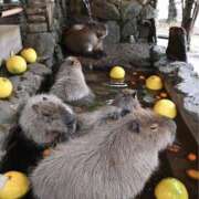 ヒメ日記 2025/12/22 17:02 投稿 みさ 熟女の風俗最終章 宇都宮店