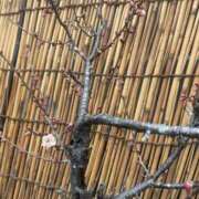 ヒメ日記 2026/01/07 14:21 投稿 みさ 熟女の風俗最終章 宇都宮店