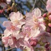 みさ お礼遅くなりましたが、週末ありがとうございました 熟女の風俗最終章 宇都宮店