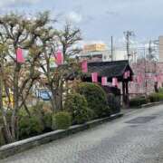 ヒメ日記 2026/04/08 15:43 投稿 みさ 熟女の風俗最終章 宇都宮店