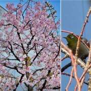 ヒメ日記 2025/02/28 13:30 投稿 里中あいり ローテンブルク