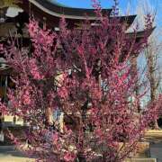 ヒメ日記 2026/02/04 08:55 投稿 里中あいり ローテンブルク