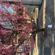 ヒメ日記 2026/02/09 09:15 投稿 里中あいり ローテンブルク