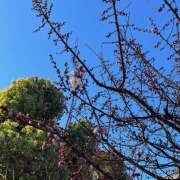 里中あいり 蕾がいっぱい ローテンブルク