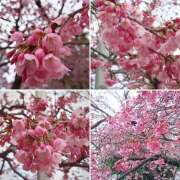 ヒメ日記 2026/03/17 13:13 投稿 里中あいり ローテンブルク