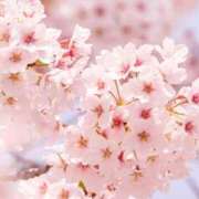 ヒメ日記 2025/04/06 14:50 投稿 今井 れおな エテルナ京都