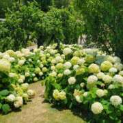 ヒメ日記 2025/06/29 19:40 投稿 なかむら 大和人妻城