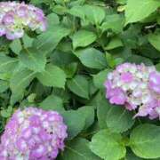 ヒメ日記 2025/06/22 17:51 投稿 ゆきこ 熟女の風俗最終章 宇都宮店